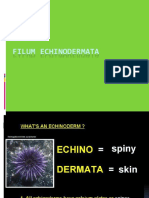Echinodermata (8)