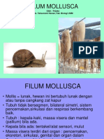 Mollusca