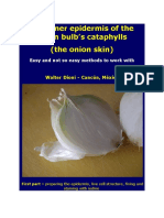 The Inner Epidermis of The Onion Bulb