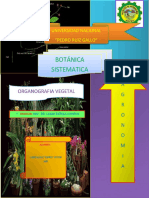 Organografía vegetal: raíz y tallo