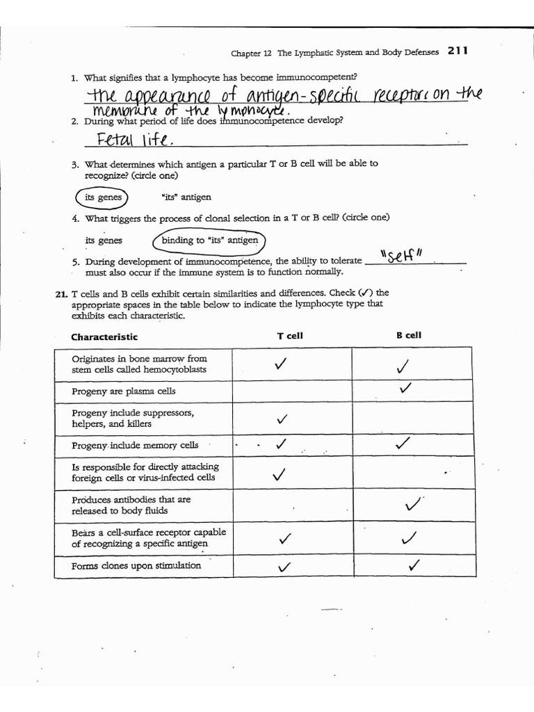 Immune System Worksheet Key