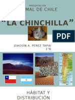 Animal de Chile La Chinchilla