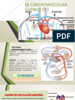 Sistema Cardiovascular y Sanguineo Equi, Paola