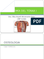 Anatomía Del Tórax