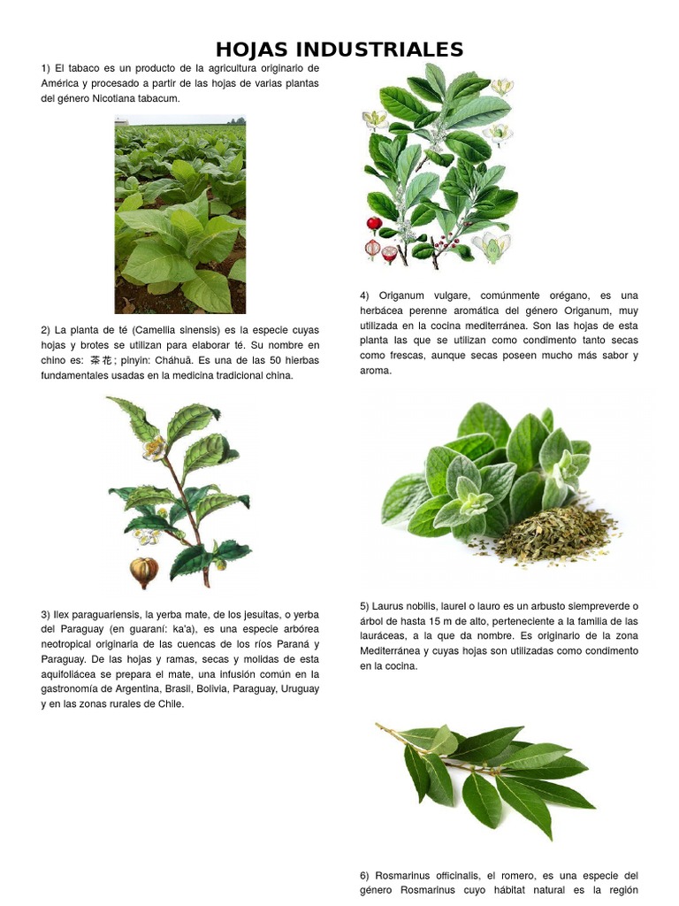 Hojas Industriales | PDF | Ciencia y matemáticas, image size:768x1024