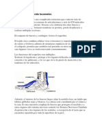 Anatomía Del Aparato Locomotor