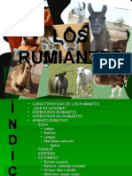 Aparato Digestivo Rumiantes 1208675153757785 8