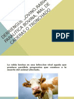 Derriengue Bovino, Rabia Paralitica Bovina, Mal de Caderas