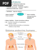 Sistema Endócrino Slides
