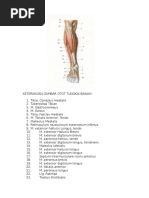 Download Keterangan Gambar Otot Tungkai Bawah by yogs SN326834244 doc pdf