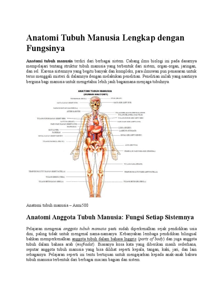  Struktur  Dan Fungsi Anatomi Tubuh  Manusia 
