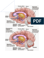 Cerebro Mio