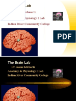 Brain lab