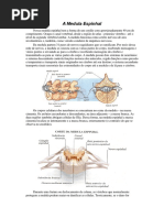 Sisitema Nervoso Simpático - Funções