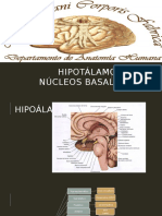 Hipotálamo y Núcleos Basales