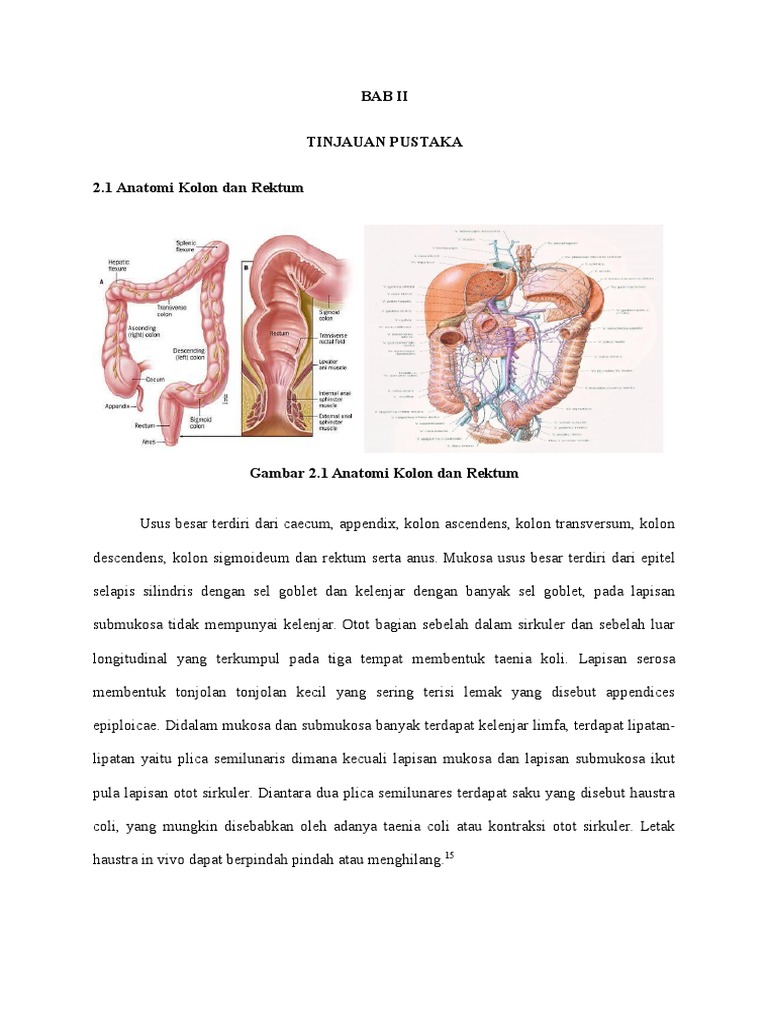 Anatomi Kolon dan Rektum Manusia | PDF