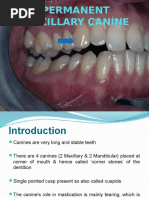 Canine Tooth Anatomy Overview | PDF | Dental Anatomy | Tooth