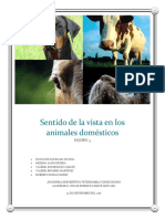 Sentido de La Vista en Los Animales Domésticos