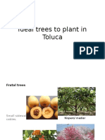 Ideal Trees To Plant in Toluca