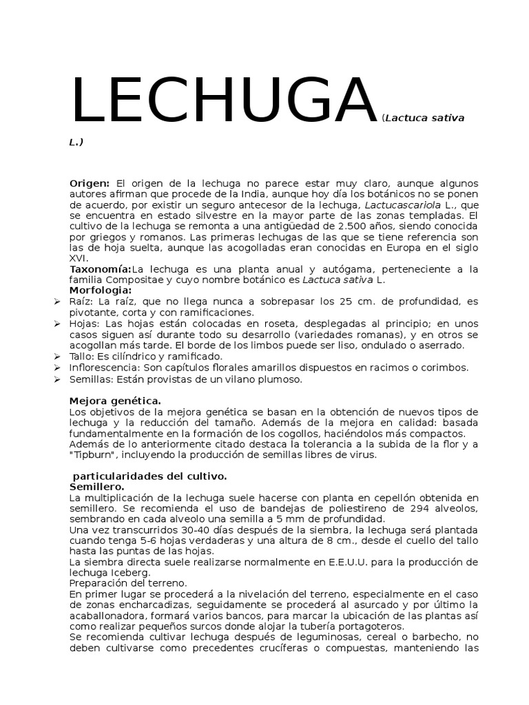 Lechuga y Repollo | PDF | Lechuga | Fertilizante