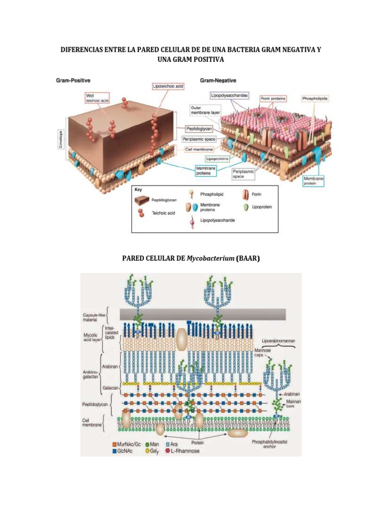 Diferencias en Pared Celular Bacteriana | PDF | Tinción | Las bacterias