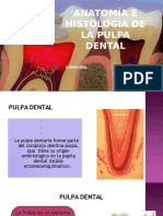Anatomía e histología de la pulpa dental