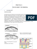 Practica 5 Gram - Maneval