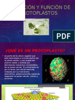 Obtención y Función de Protoplastos
