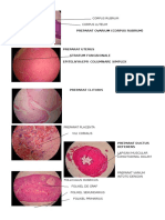 CORPUS RUBRUM.docx