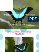 Pengawetan Serangga