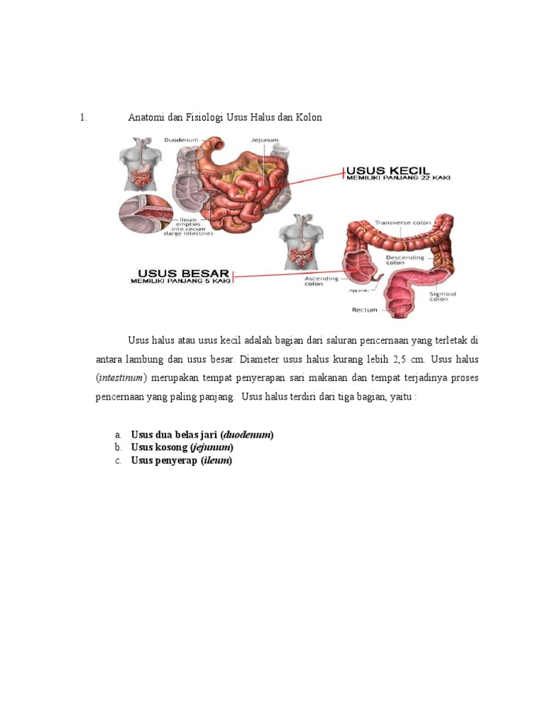 Anatomi Dan Fisiologi Usus Halus Dan Kolon Anatomi Dan Fisiologi Usus Halus Dan Kolon