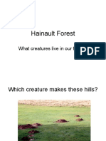 Hainault Forest: What Creatures Live in Our Forest?