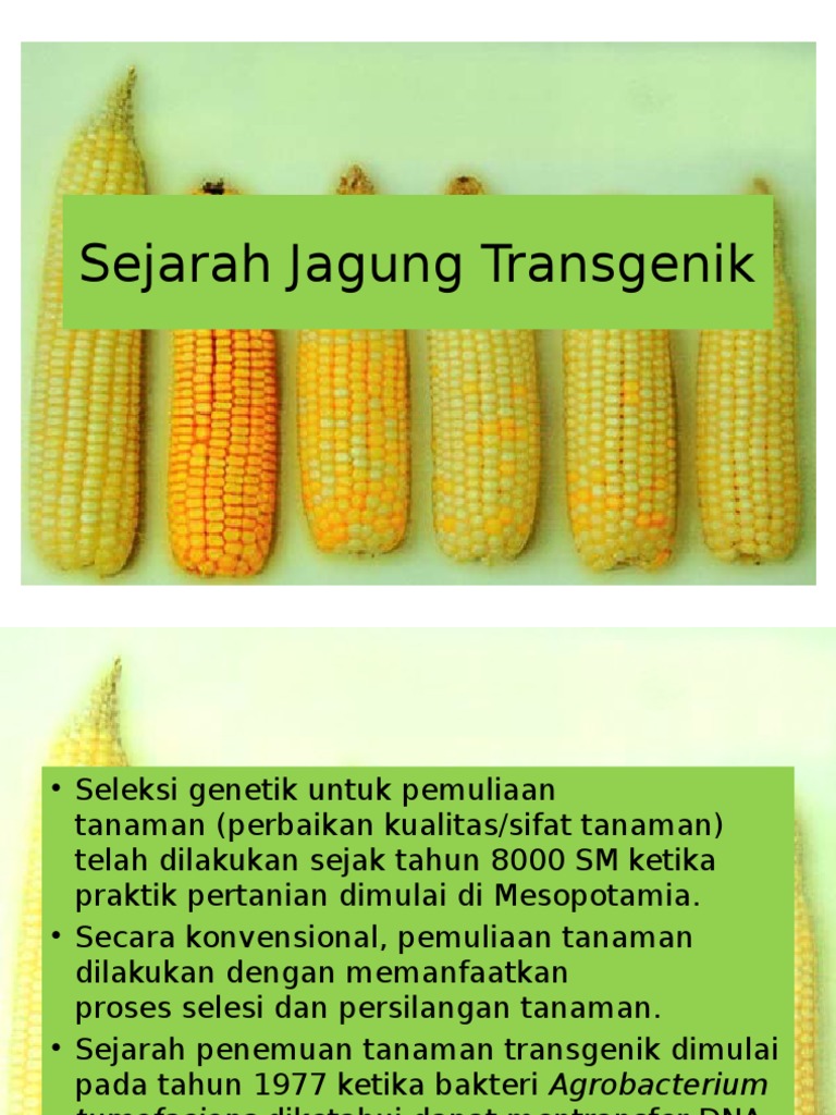 Sejarah Jagung Transgenik