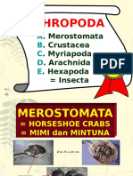 Arthropoda