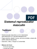 Curs 13. Organele Genitale Masculine