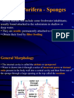 Phylum Porifera - Sponges