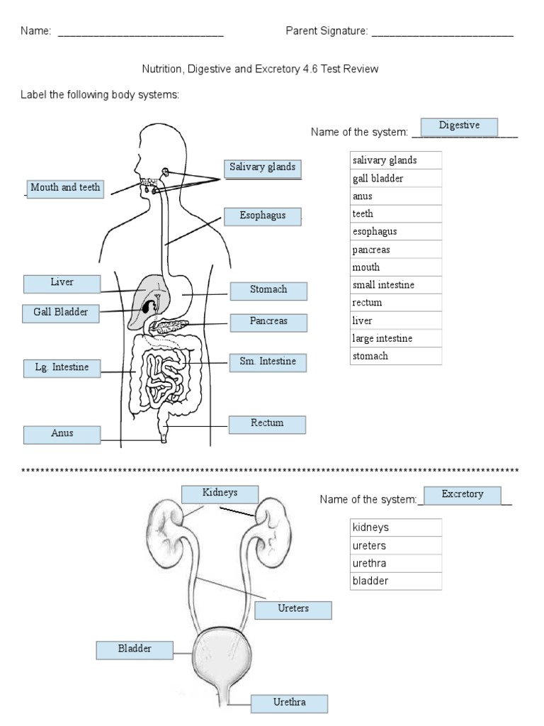 4.6 Review Answers PDF Digestion Human Digestive System