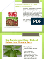 Bawang Dayak Eleutherine Palmifolia