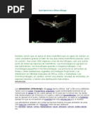 Quirópteros o Murciélago