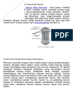 Urutan Proses Pembentukan Tulang Pada Manusia.doc