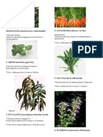 Plantas Medicinales