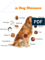 A Brief Guide to Common Dog Diseases and Health Problems