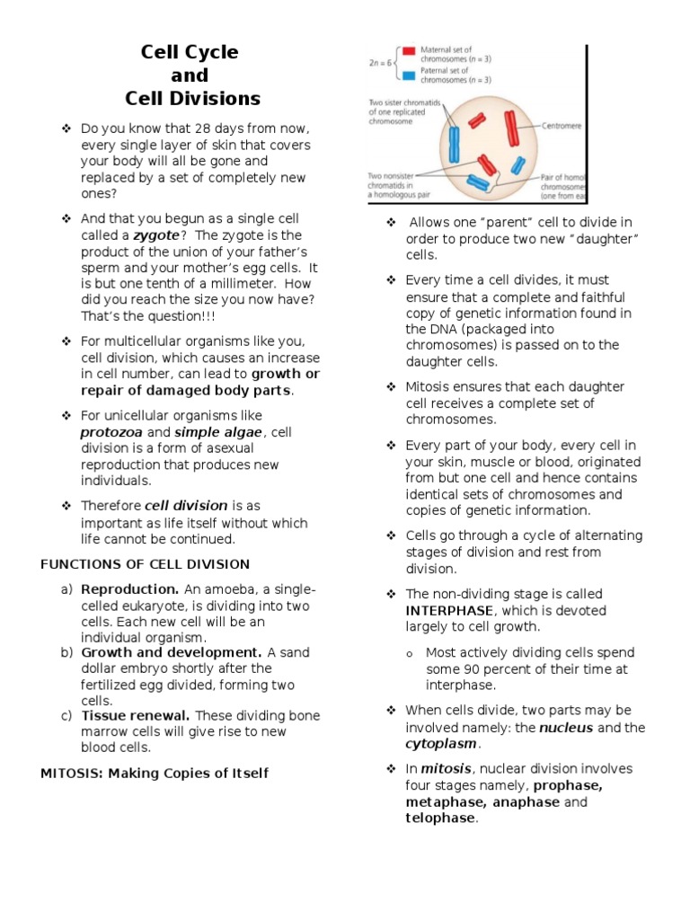 Understanding Cell Division Processes | PDF | Meiosis | Mitosis