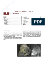 95126391 Notiuni de Anatomie Clinica a Cordului