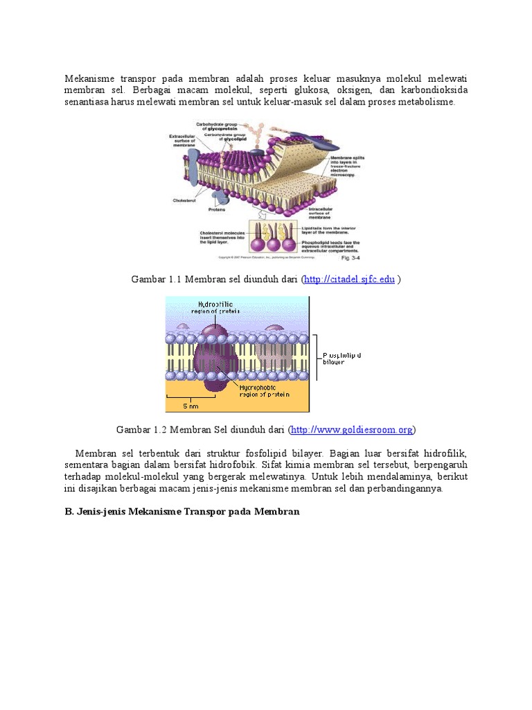 Mekanisme Transpor pada Membran Sel | PDF | Sains & Matematika