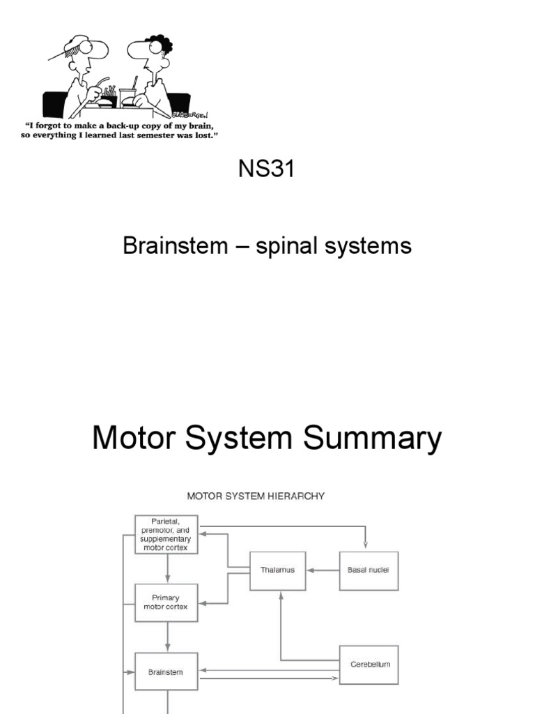 Brainstem Spinal Systems Overview | PDF | Brainstem | Spinal Cord