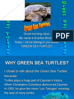 Everton Presentation - Green Sea Turtle