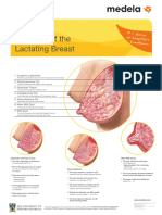 Anatomy of The Lactating Breast