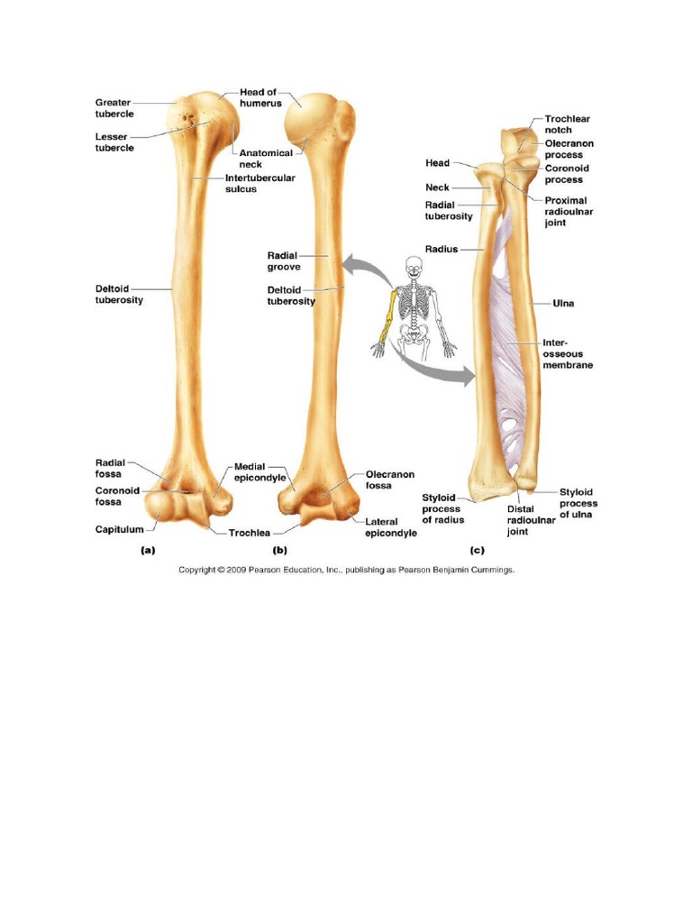 Anatomi Radius Ulna | PDF