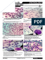 PATHO Practicals - RBC and WBC Pathology (CLT)